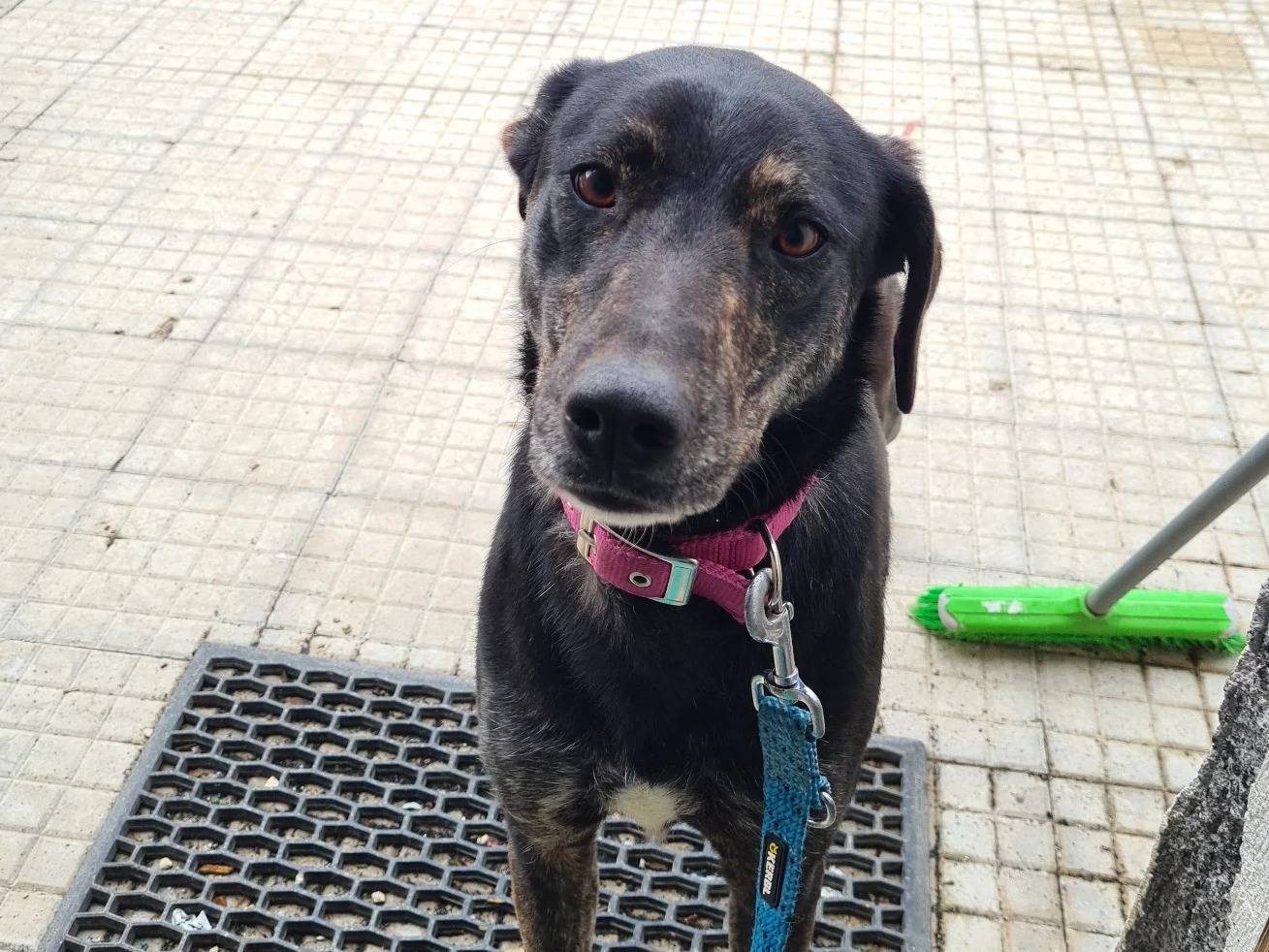 Adozione cane, femmina, Razza sconosciuta Razza sconosciuta, 2 anni e 5 mesi, taglia media, Catania