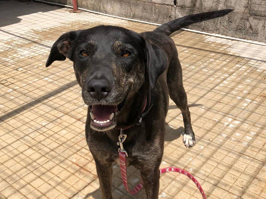 Adotta un cane, taglia media, femmina, Catania