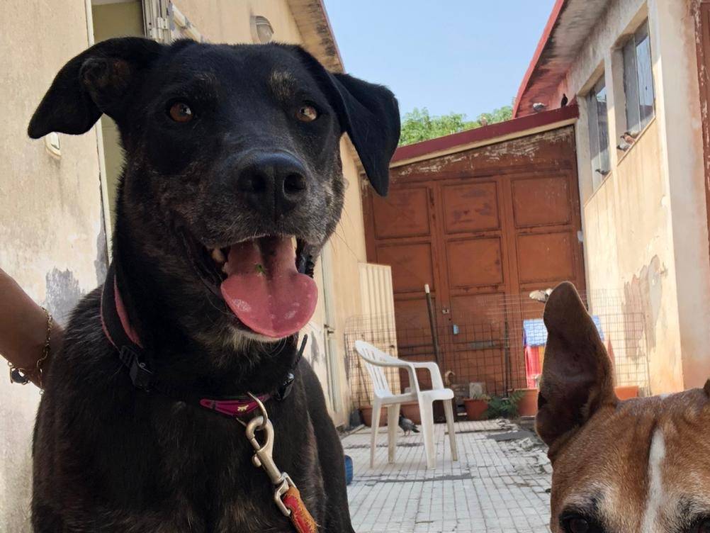 Vuoi adottare un cane a Catania?