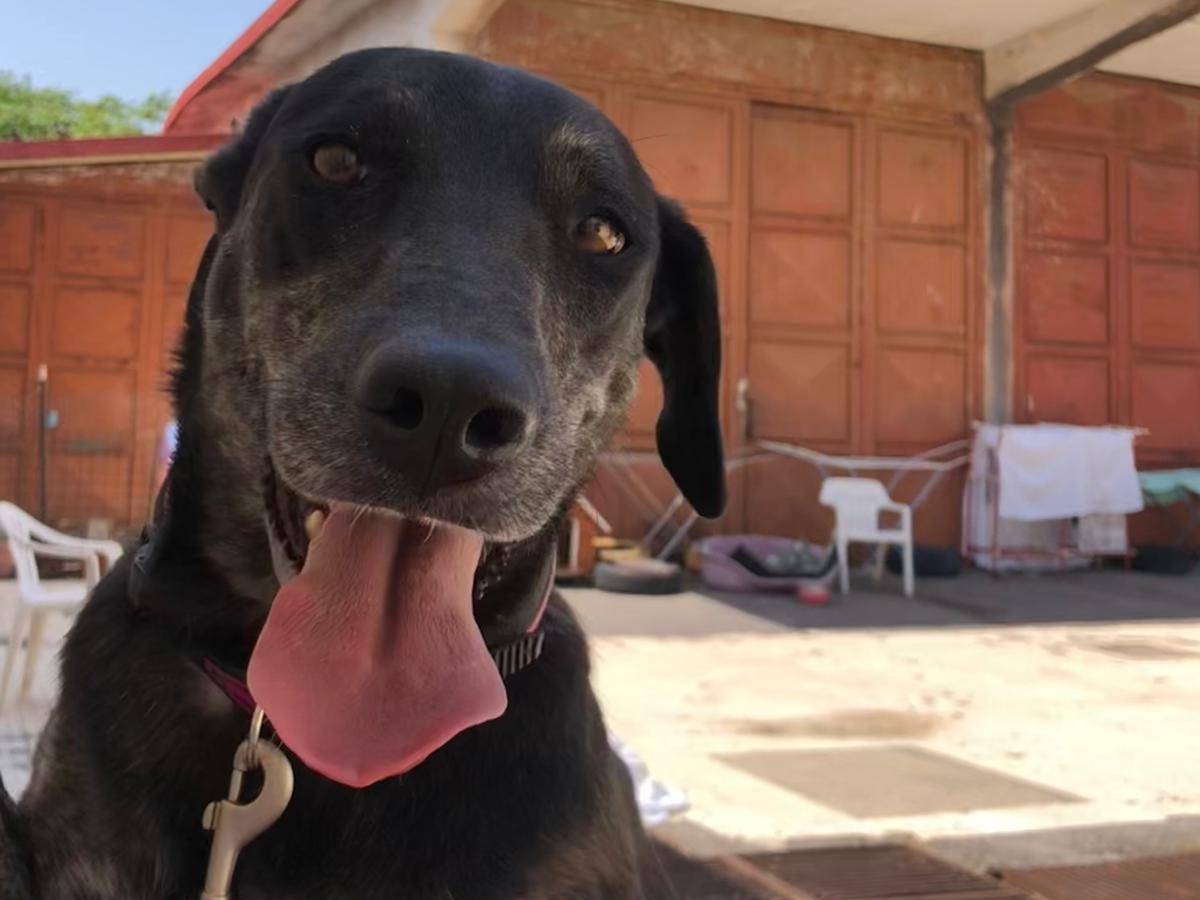 Adotta il cane Mimma a Catania