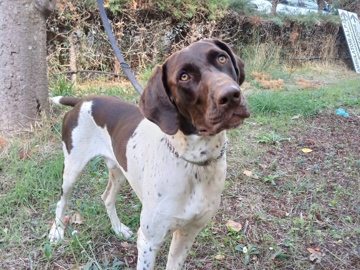 Adozione cane, maschio, Bracco Razza sconosciuta, 11 mesi, taglia grande, Bari
