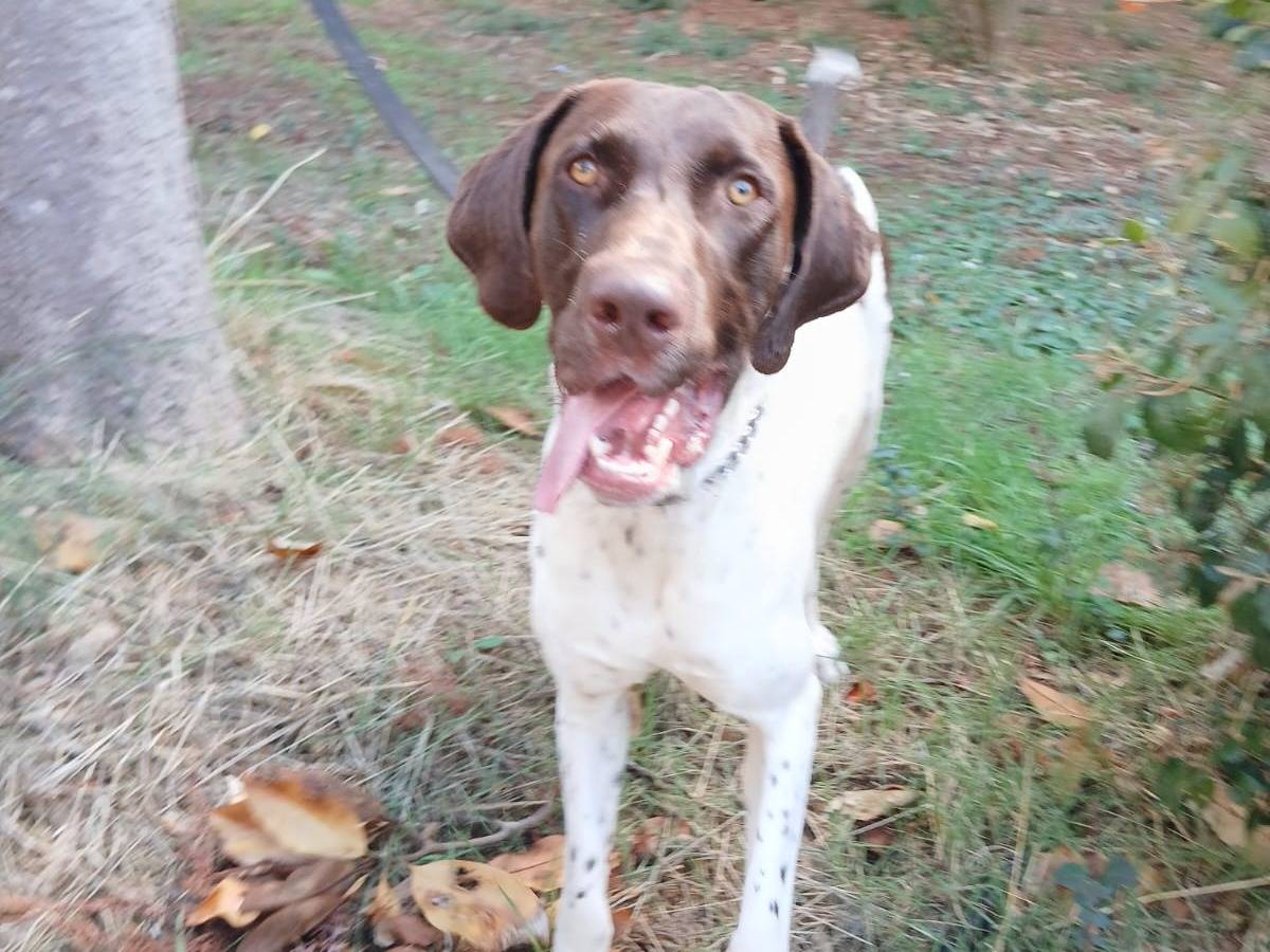 Adotta un cane, maschio, 11 mesi, Bari