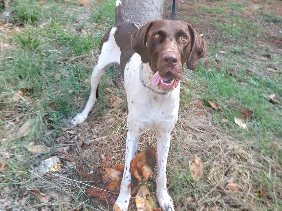 Adotta un cane, taglia grande, maschio, Bari
