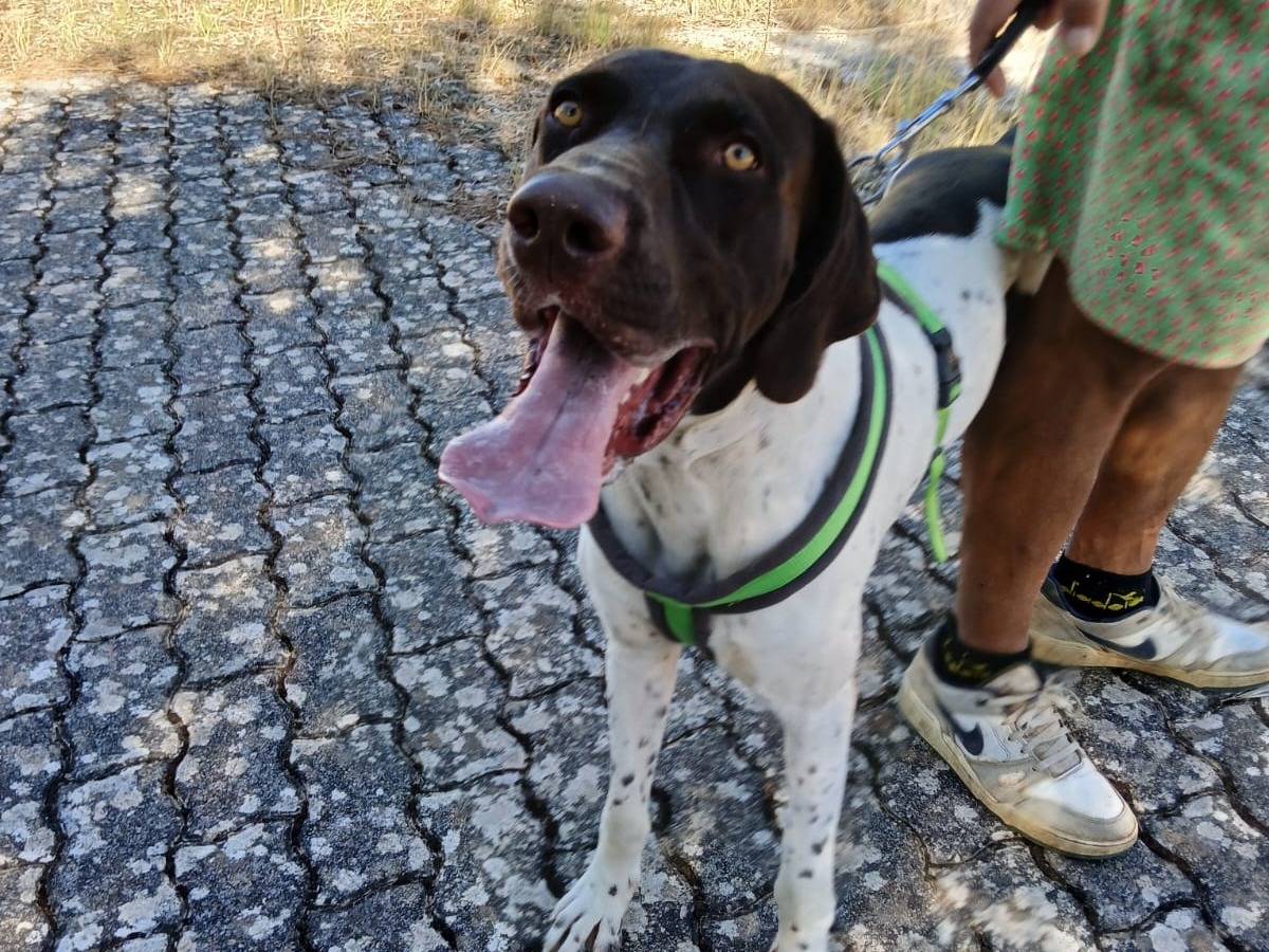 Vuoi adottare un cane a Bari?