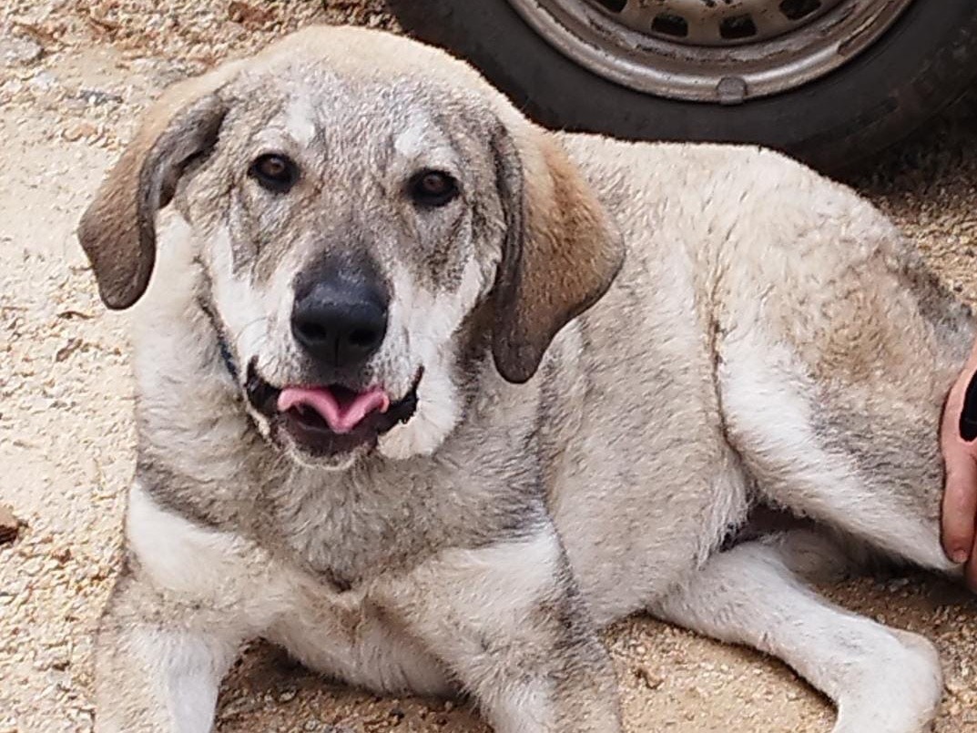 Adozione cane, maschio, Razza sconosciuta Razza sconosciuta, 5 mesi, taglia gigante, Vibo
