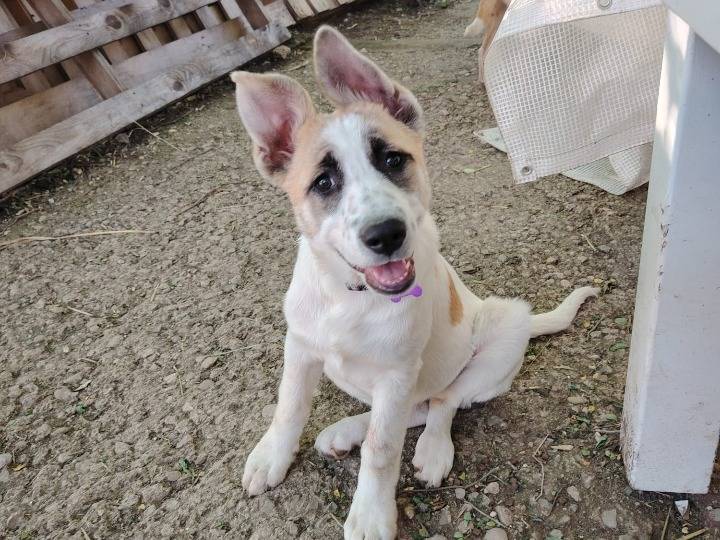 Adozione cane, femmina, Razza sconosciuta Razza sconosciuta, 1 anno e 8 mesi, taglia media, Potenza