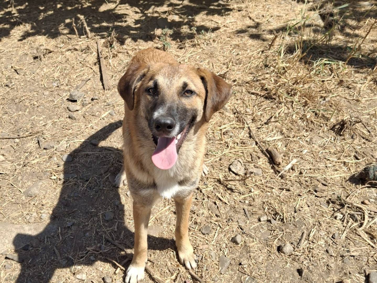 Adotta un cane, femmina, 7 mesi, Crotone