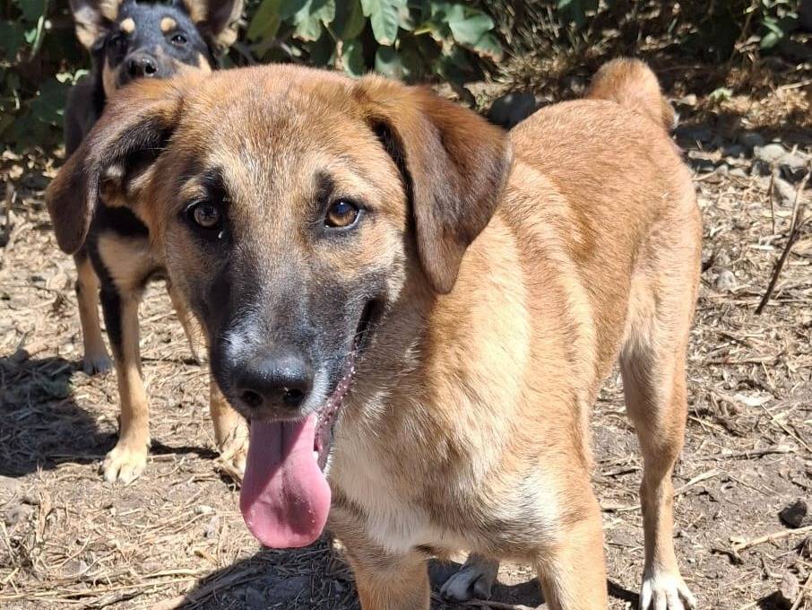 Adotta un cane, taglia media contenuta, femmina, Crotone