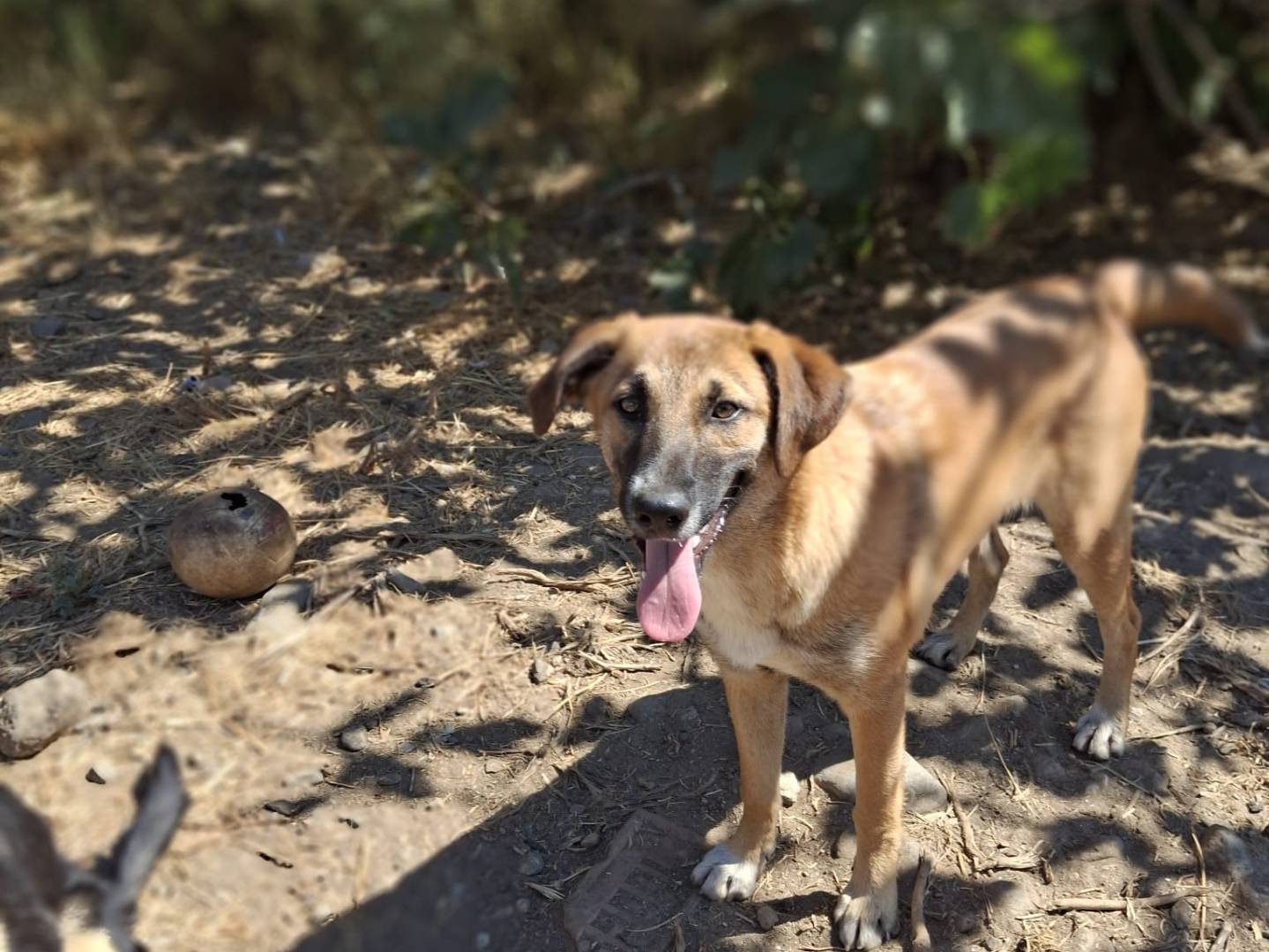 Adotta il cane Bea a Crotone