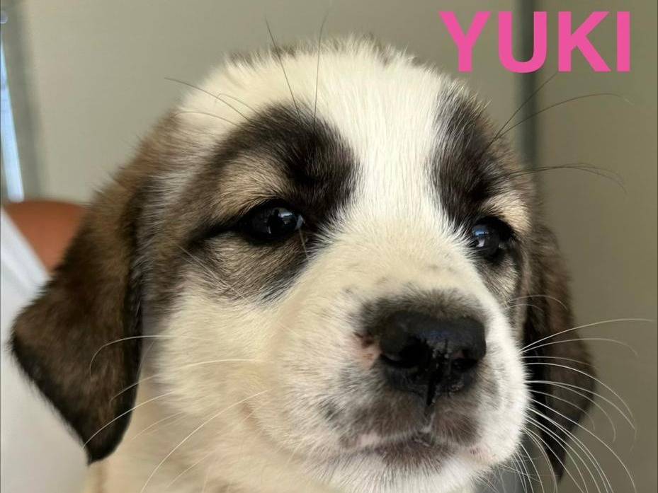 Adozione cane, femmina, Razza sconosciuta Razza sconosciuta, 3 mesi, taglia media, Potenza