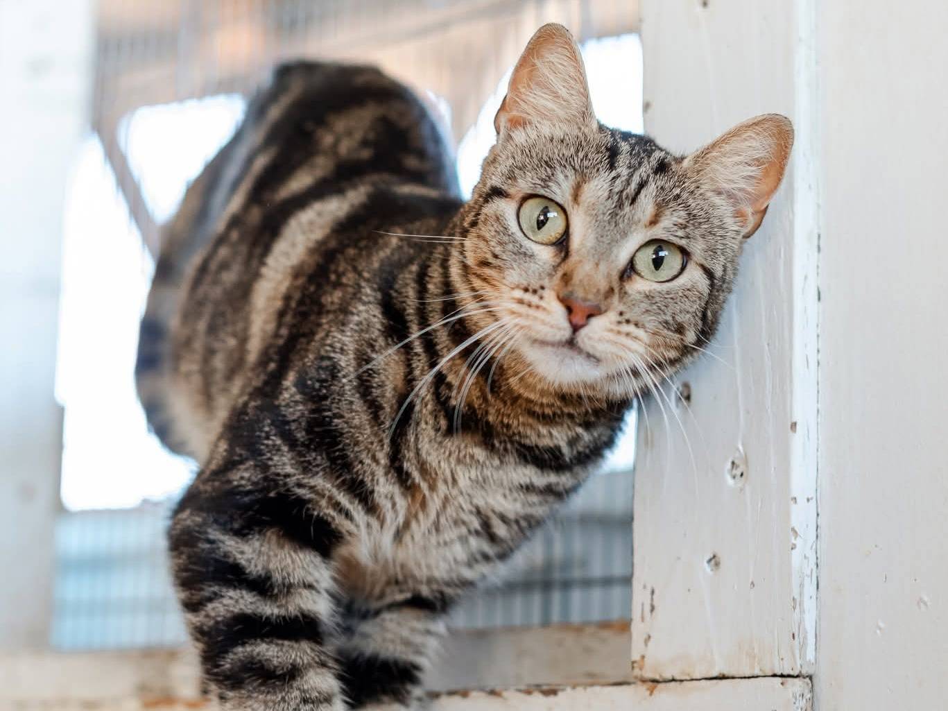 Adozione gatto, femmina, Razza sconosciuta Razza sconosciuta, 3 anni e 3 mesi, taglia non valida, Bari
