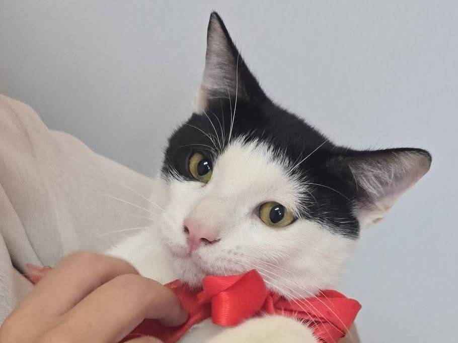 Adozione gatto, maschio, Razza sconosciuta Razza sconosciuta, 7 mesi, taglia non valida, Bari