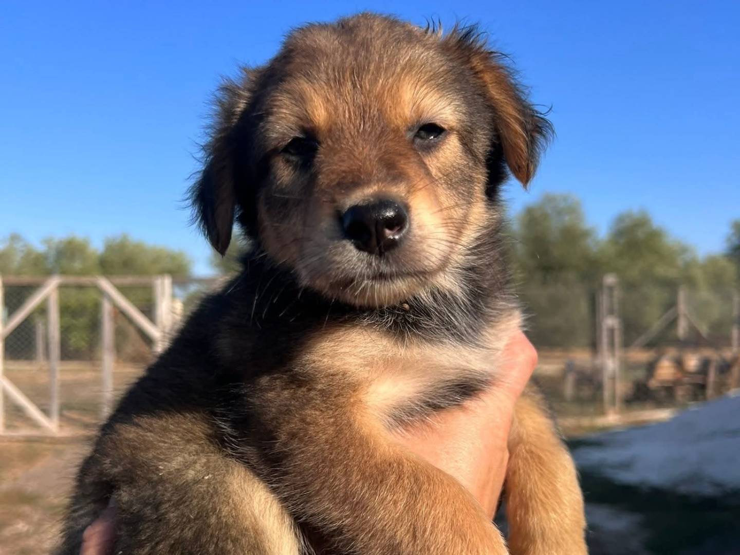 Adozione cane, femmina, Razza sconosciuta Razza sconosciuta, 3 mesi, taglia media, Bari