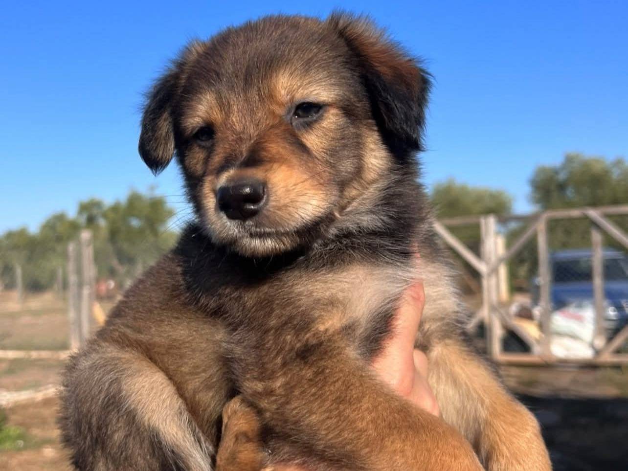 Adotta un cane, femmina, 3 mesi, Bari