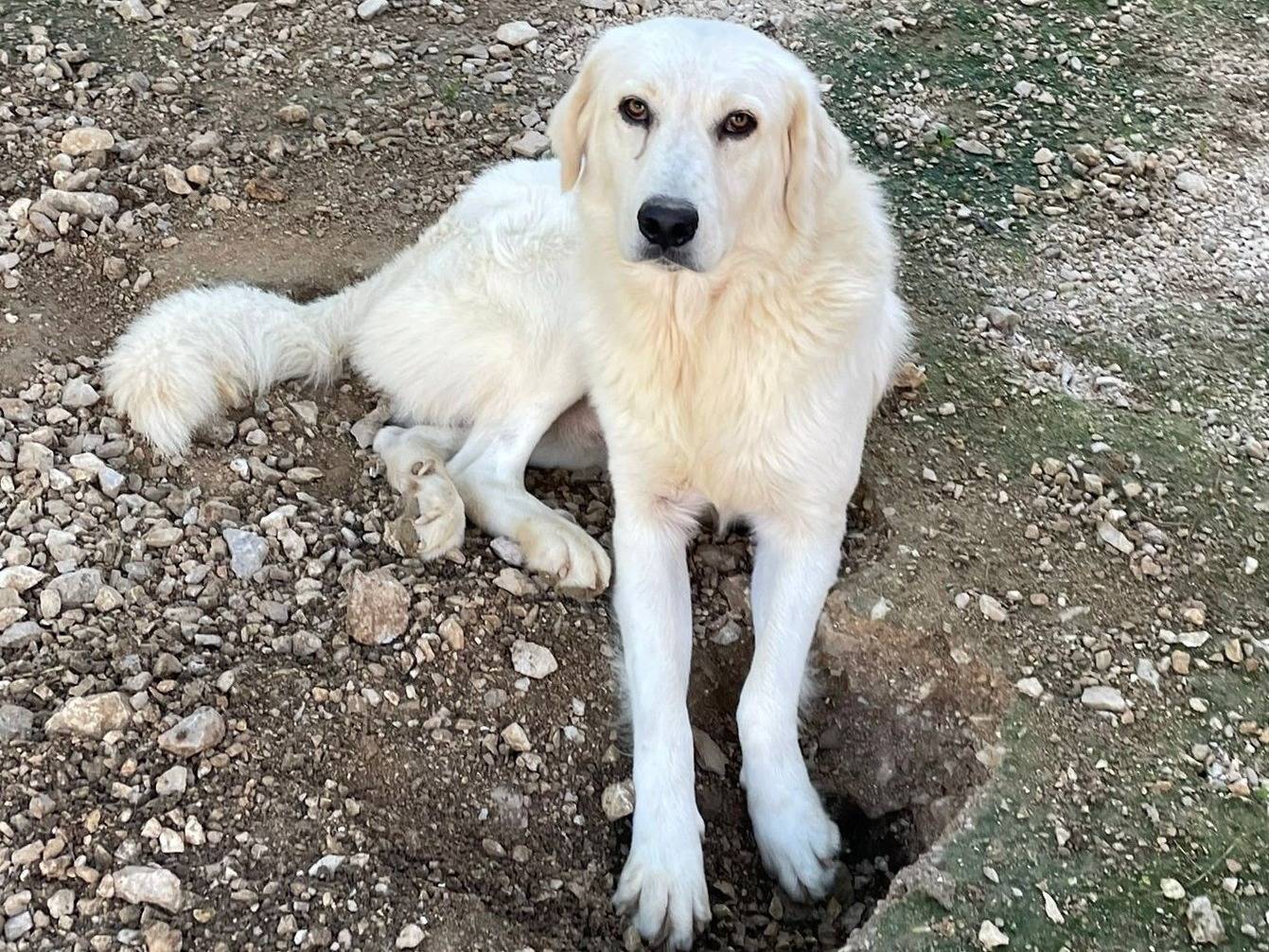 Adozione cane, maschio, Razza sconosciuta Razza sconosciuta, 1 anno e 4 mesi, taglia grande, Frosinone