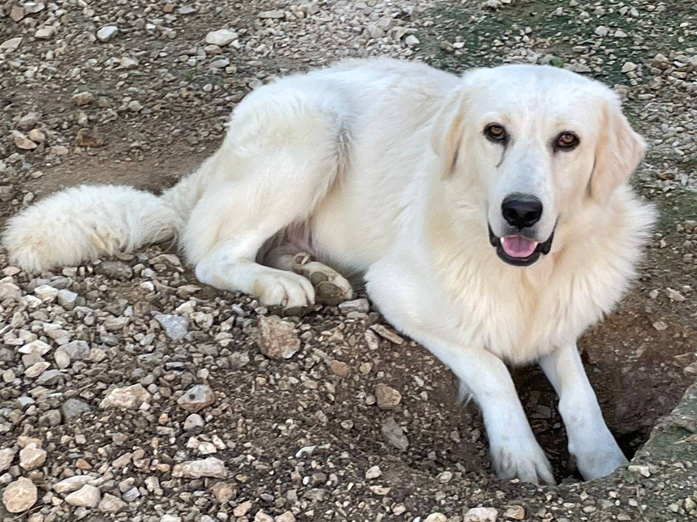 Adotta un cane, maschio, 1 anno e 4 mesi, Frosinone