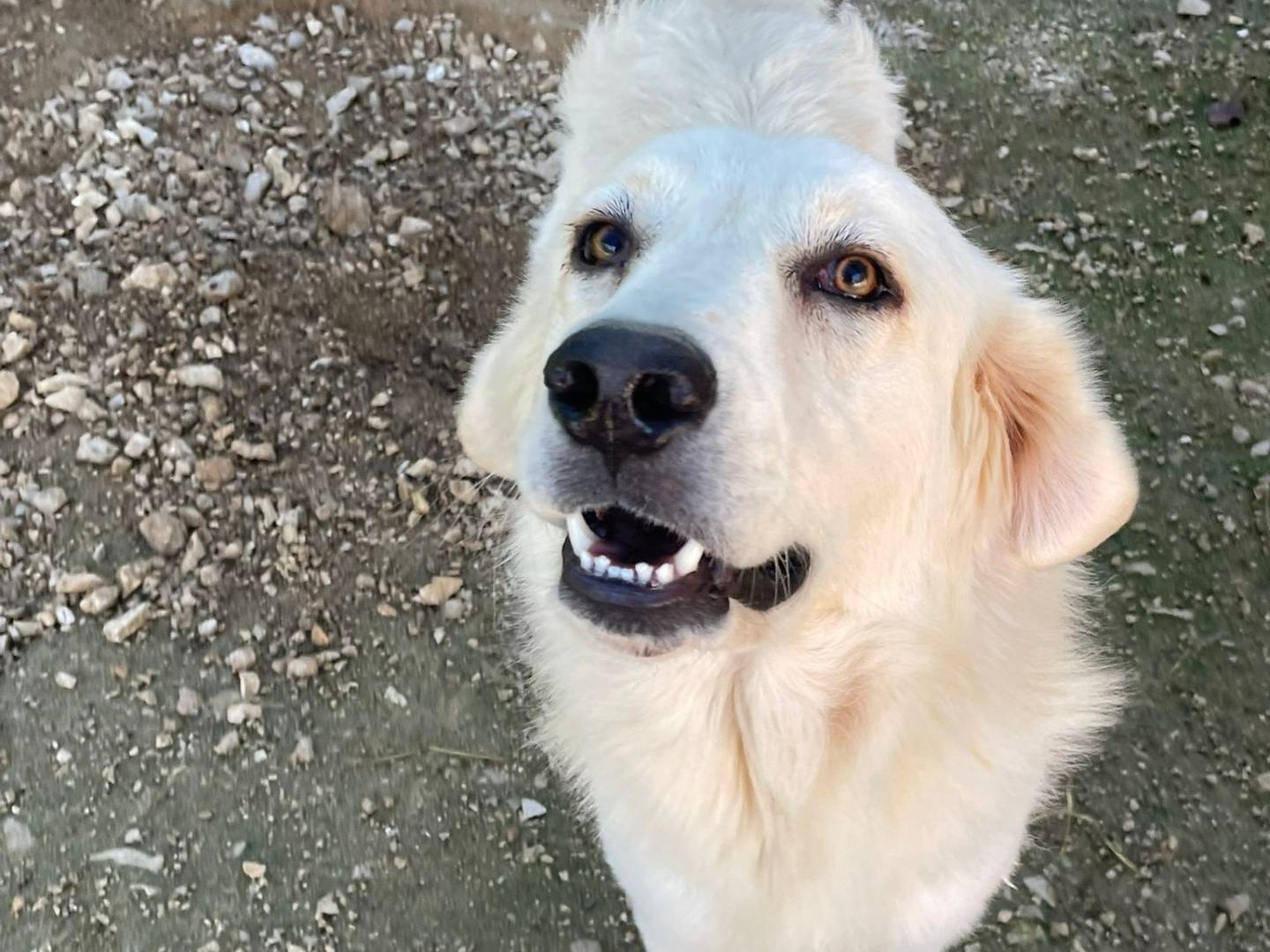 Adotta un cane, taglia grande, maschio, Frosinone