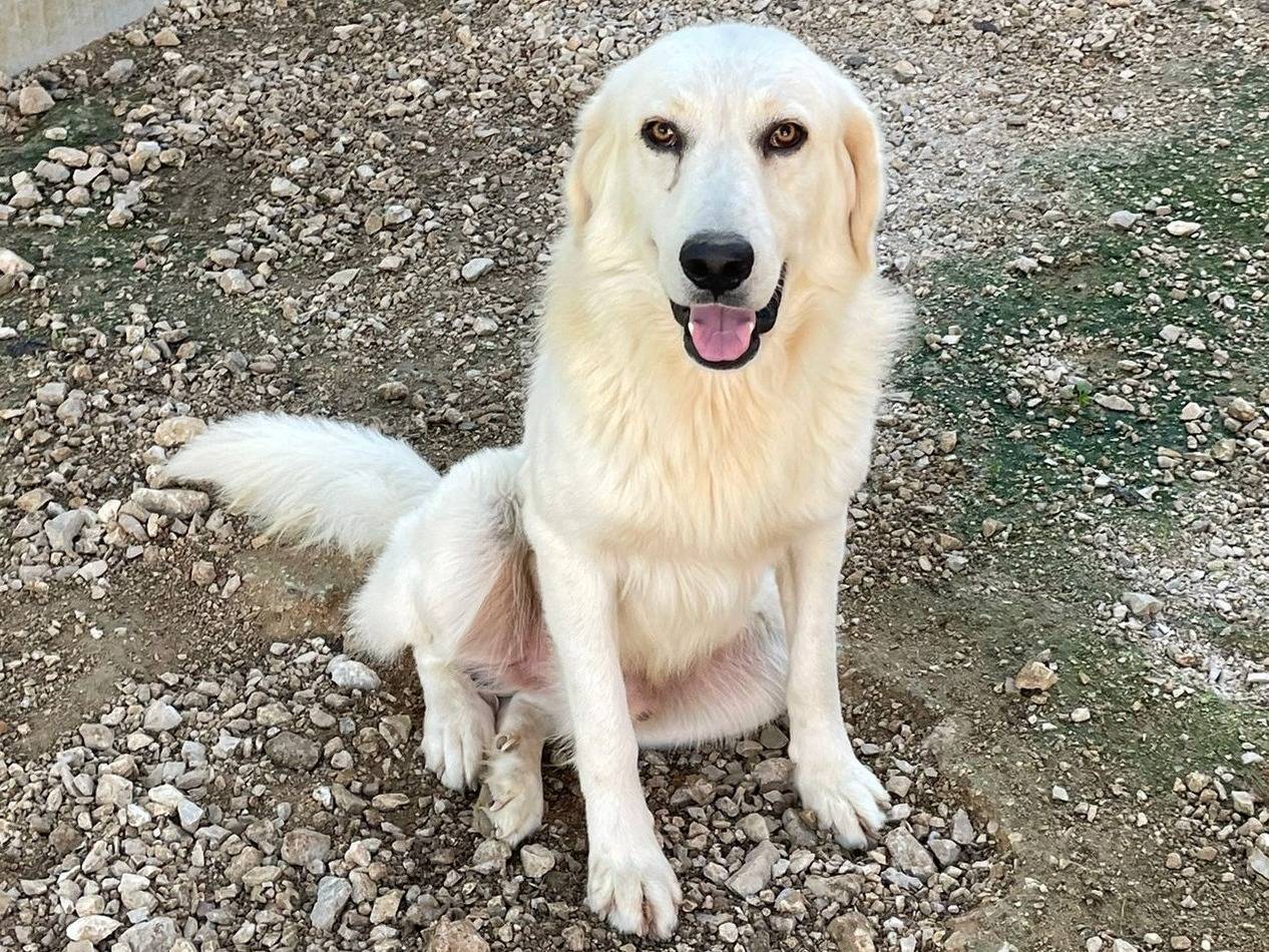Vuoi adottare un cane a Frosinone?