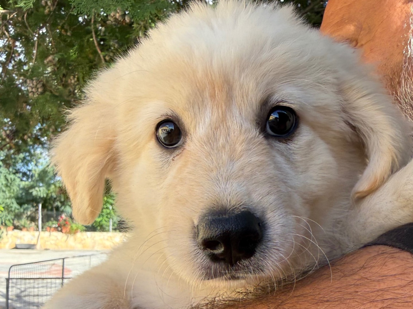 Adozione cane, femmina, Razza sconosciuta Razza sconosciuta, 3 mesi, taglia grande, Matera