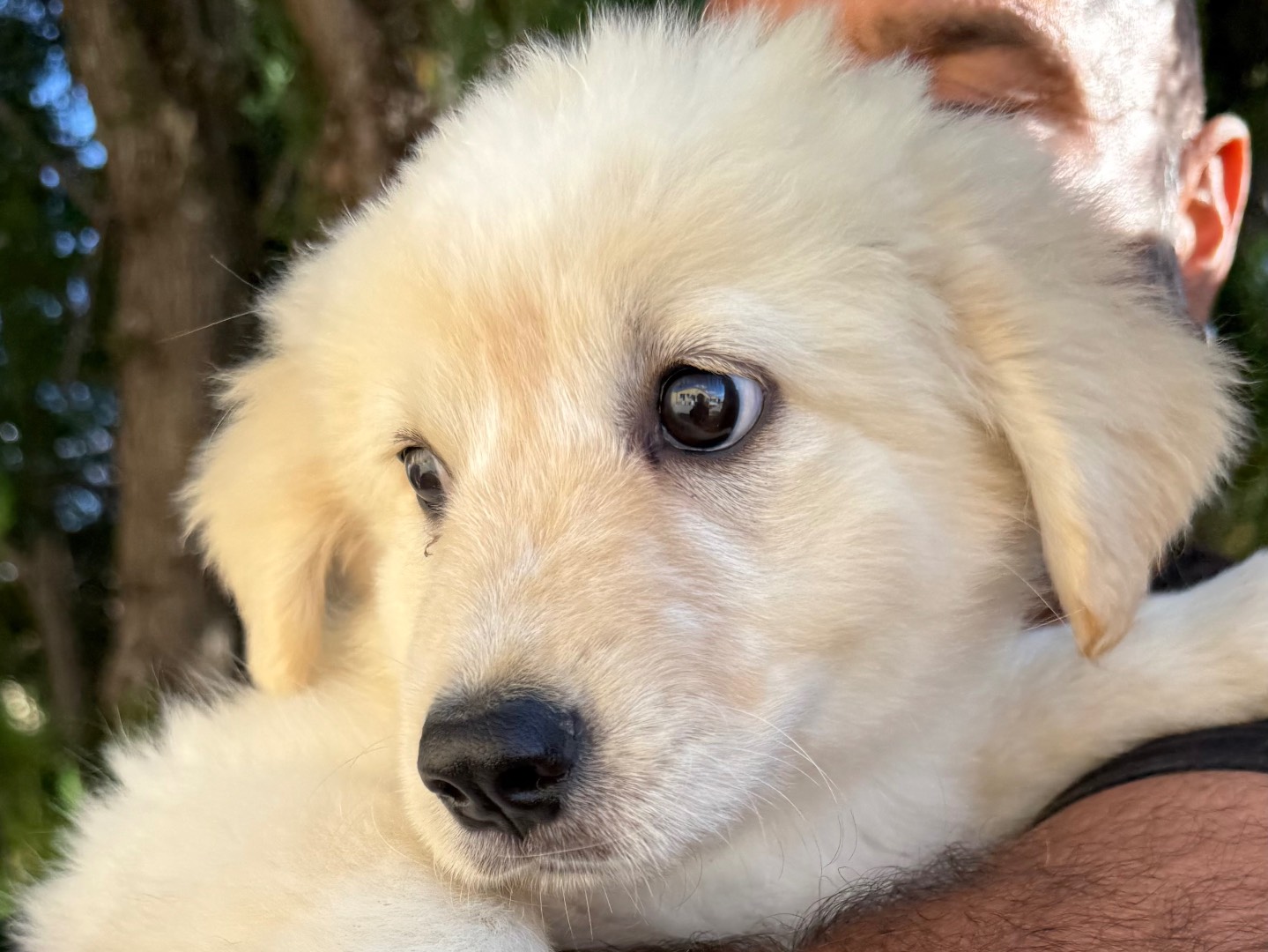 Adotta un cane, femmina, 3 mesi, Matera