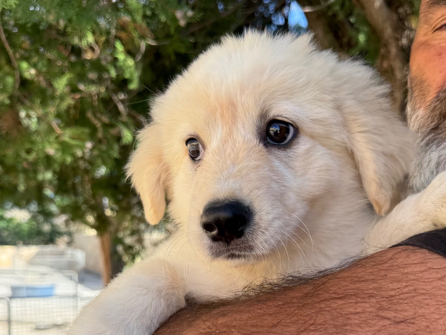 Adotta un cane, taglia grande, femmina, Matera