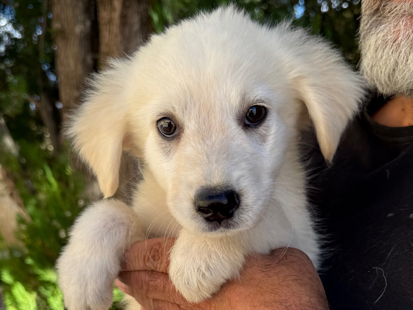 Adozione cane, femmina, Razza sconosciuta Razza sconosciuta, 3 mesi, taglia grande, Matera