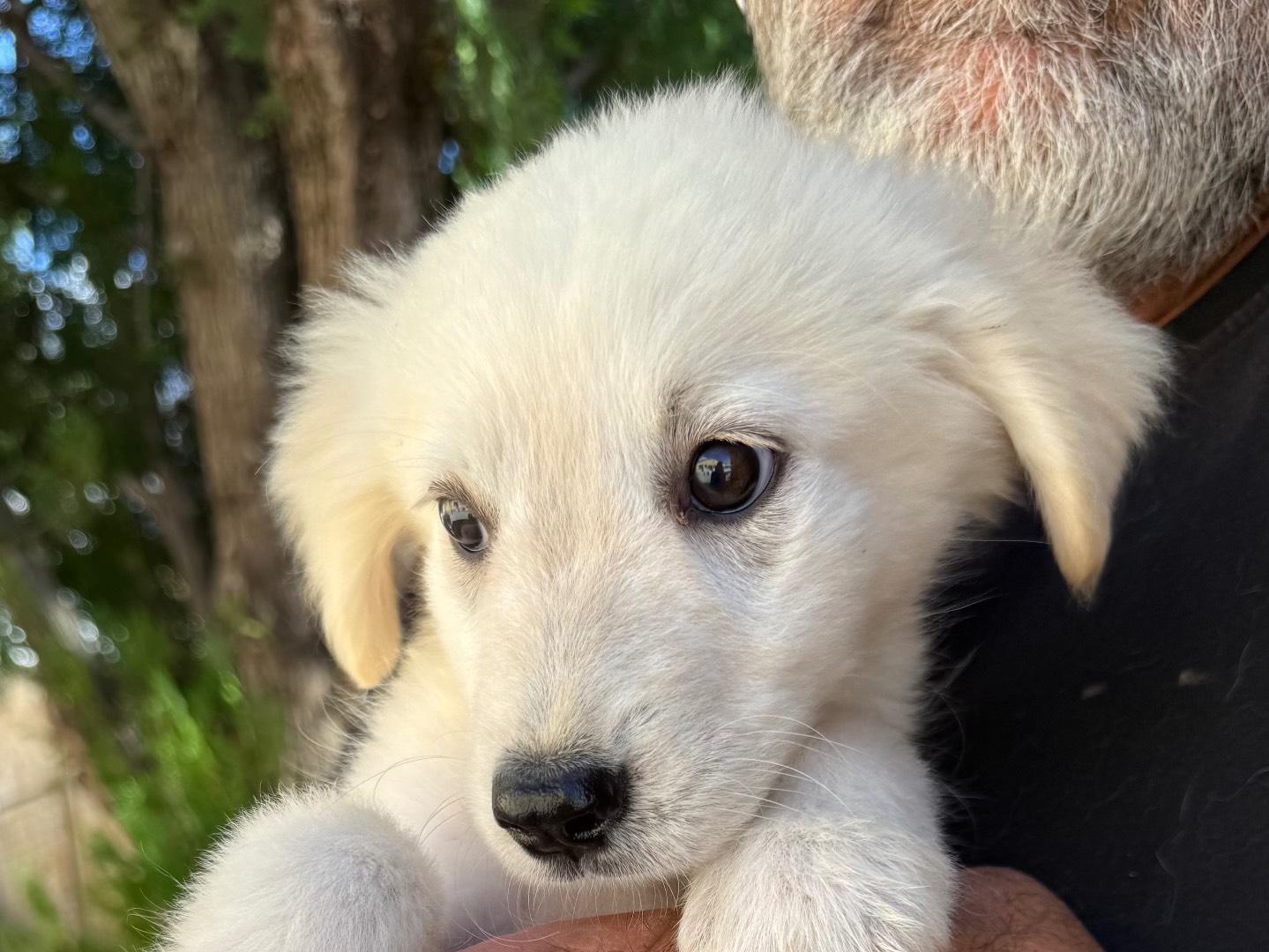 Adotta un cane, femmina, 3 mesi, Matera