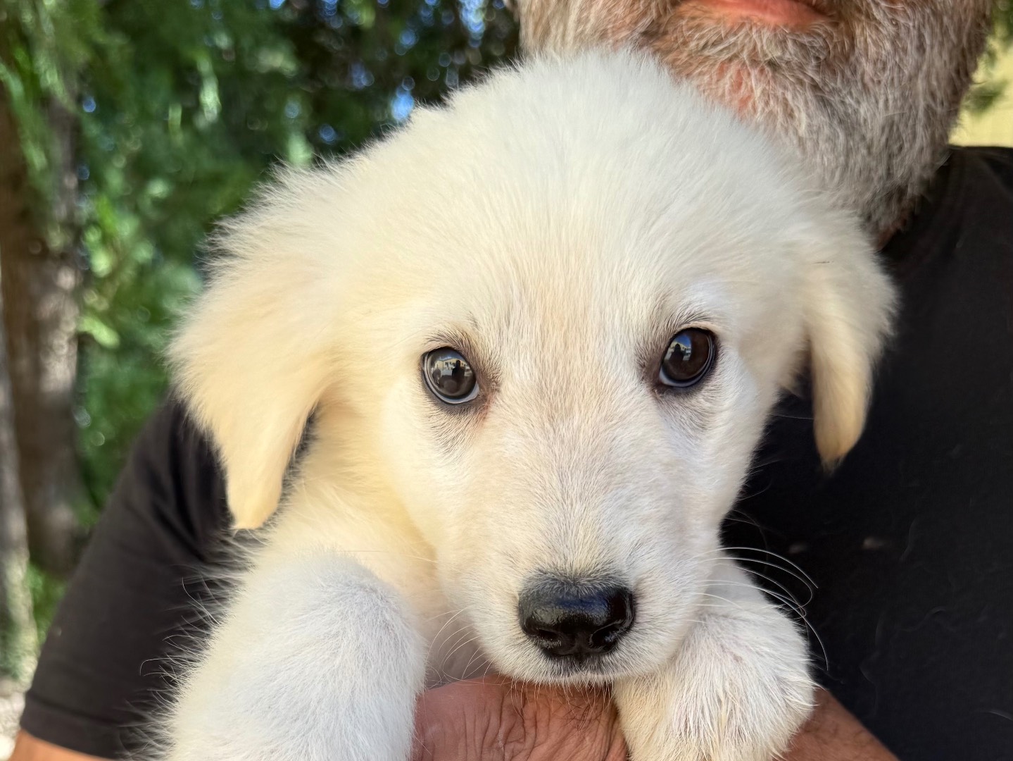 Adotta un cane, taglia grande, femmina, Matera