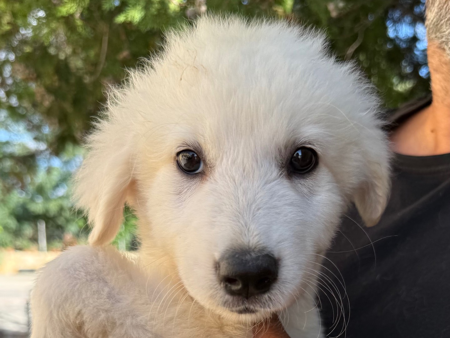 Adozione cane, femmina, Razza sconosciuta Razza sconosciuta, 3 mesi, taglia grande, Matera