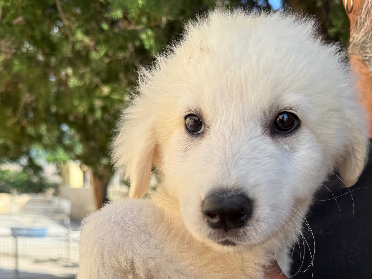 Adotta un cane, femmina, 3 mesi, Matera