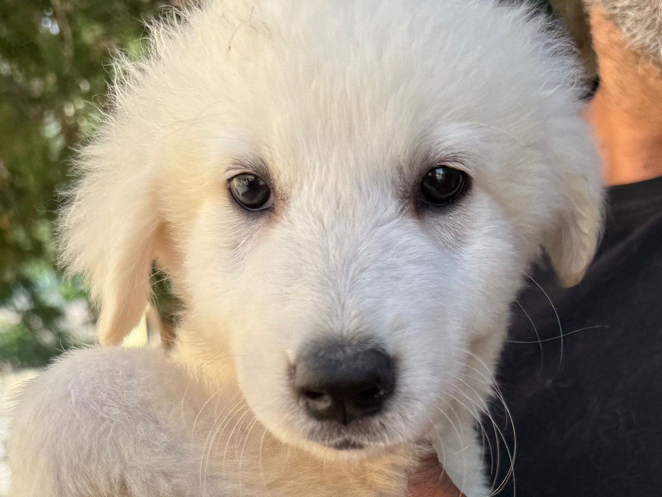 Adotta un cane, taglia grande, femmina, Matera