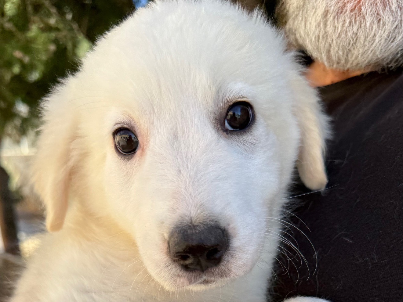 Adozione cane, femmina, Razza sconosciuta Razza sconosciuta, 3 mesi, taglia grande, Matera