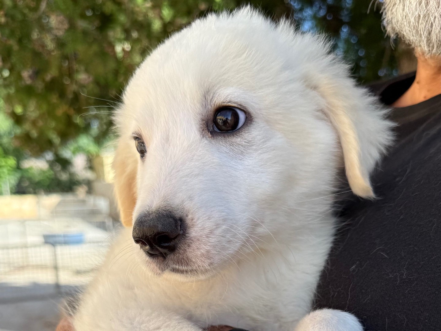 Adotta un cane, femmina, 3 mesi, Matera