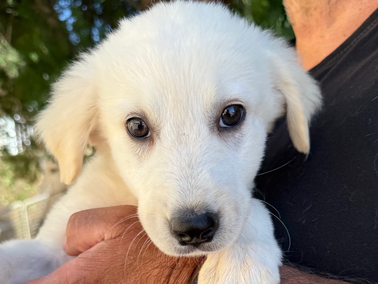 Adozione cane, femmina, Razza sconosciuta Razza sconosciuta, 3 mesi, taglia grande, Matera