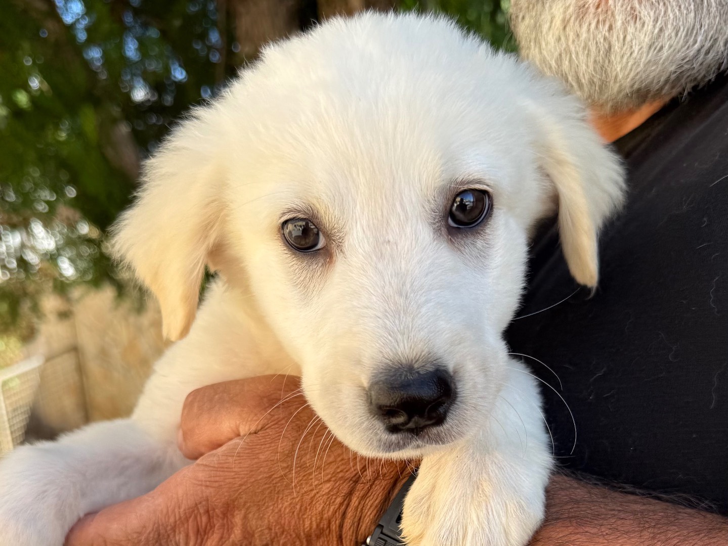 Adotta un cane, femmina, 3 mesi, Matera