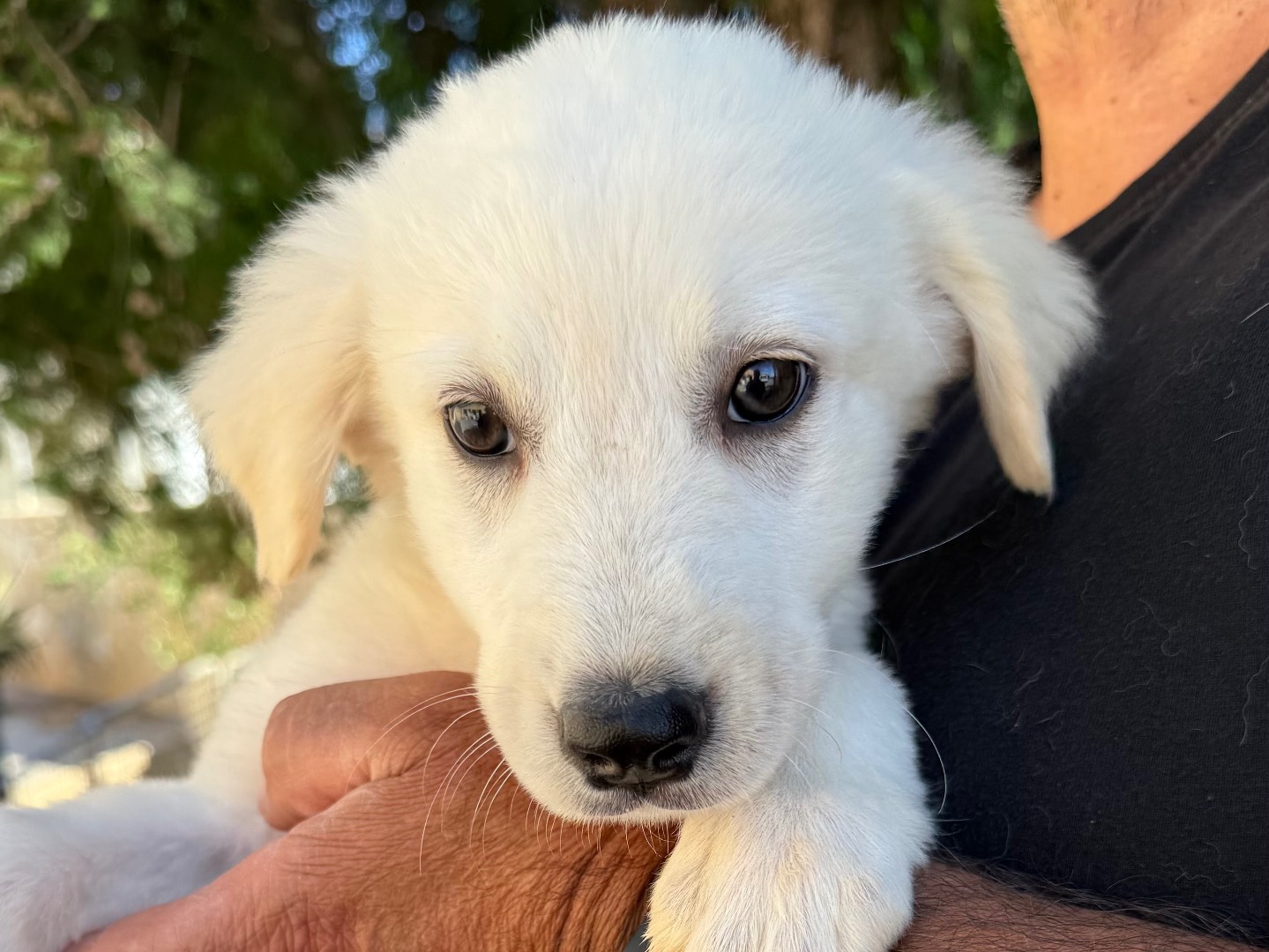 Adotta un cane, taglia grande, femmina, Matera