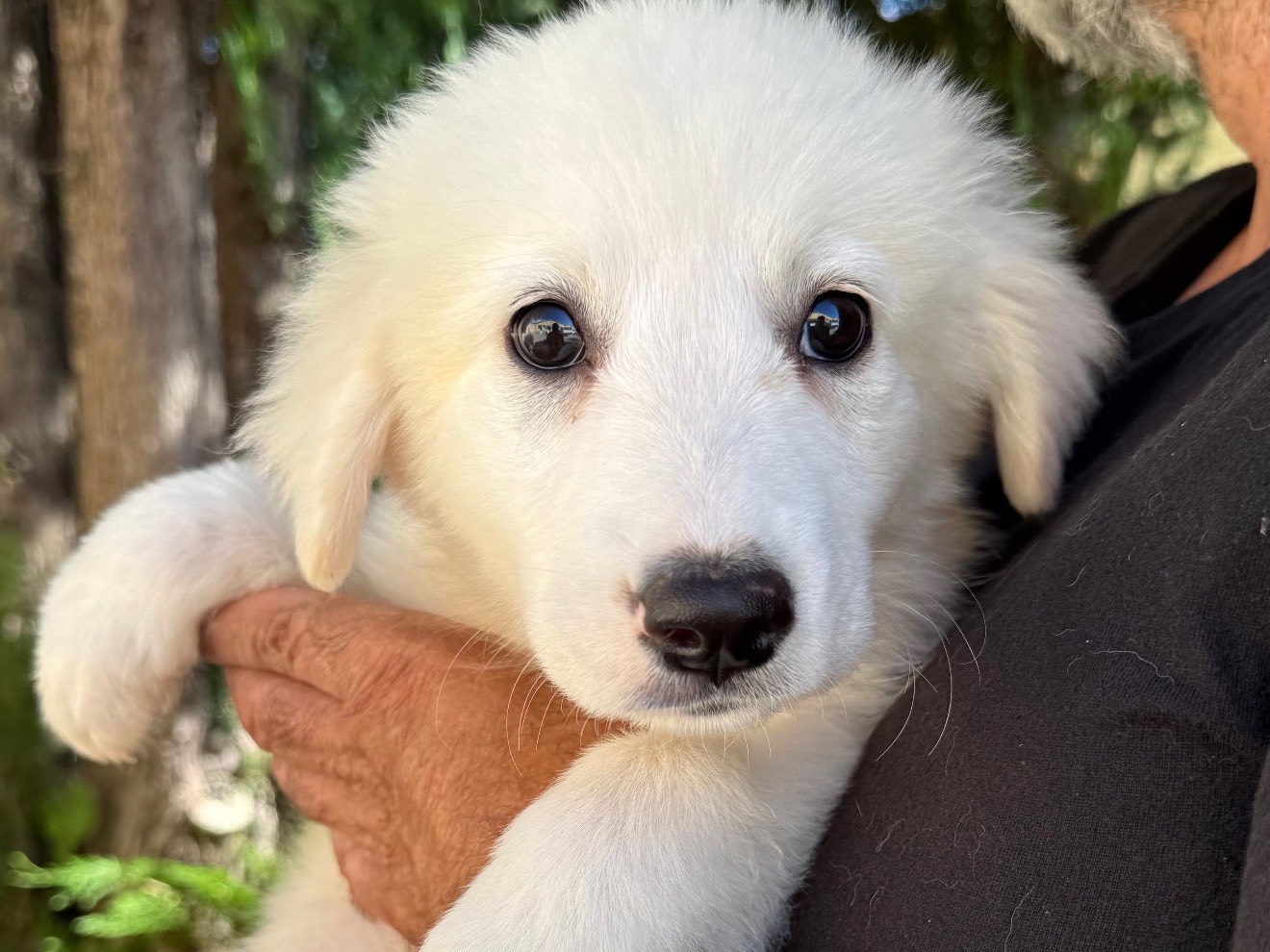 Adozione cane, femmina, Razza sconosciuta Razza sconosciuta, 3 mesi, taglia grande, Matera