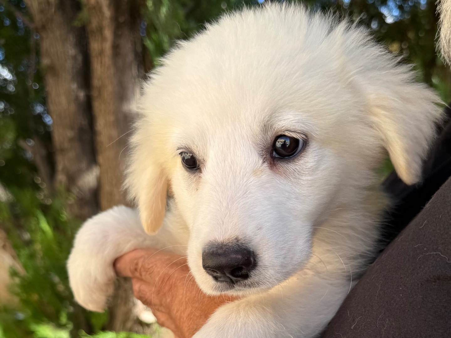 Adotta un cane, femmina, 3 mesi, Matera
