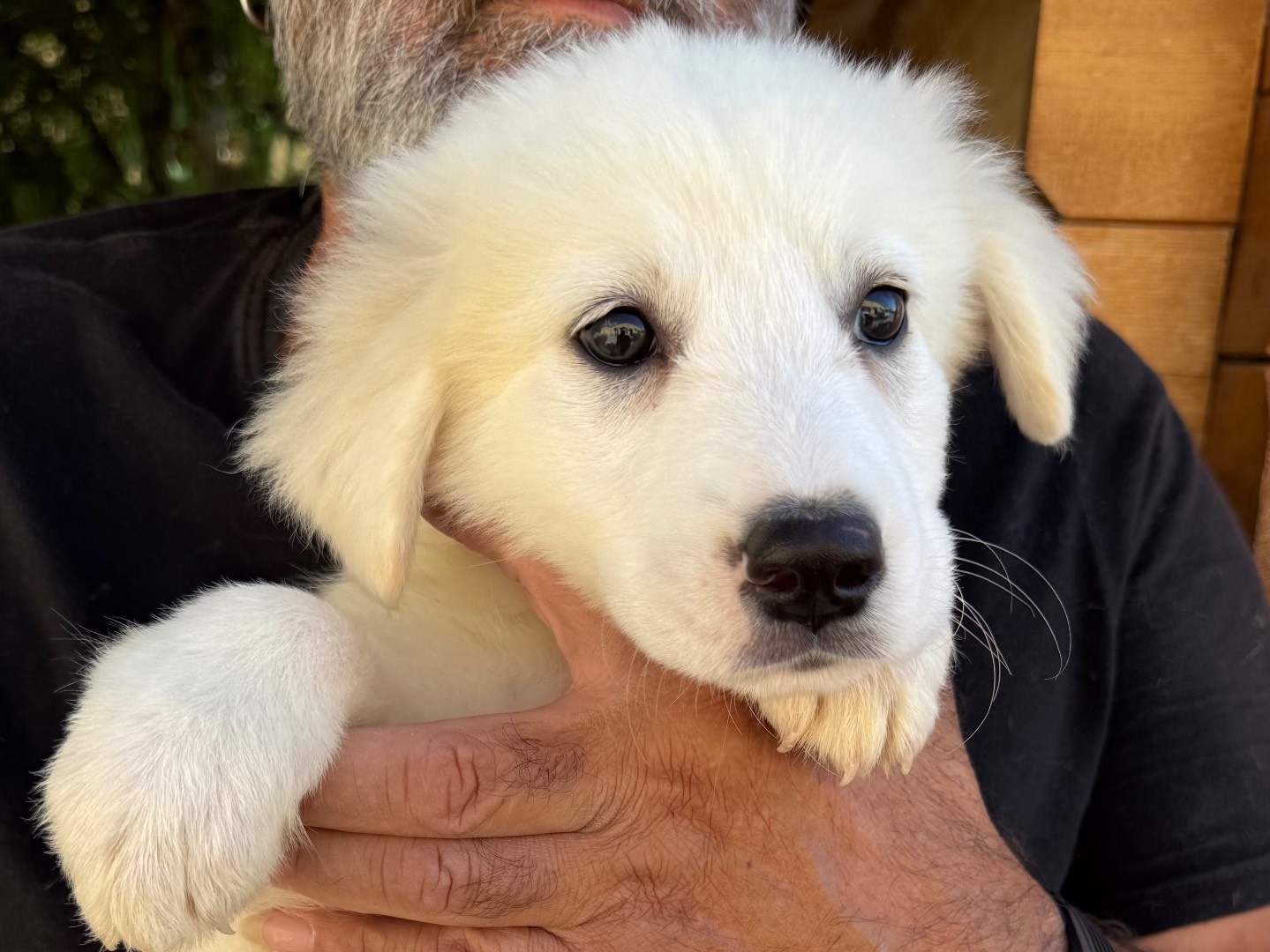 Adotta un cane, taglia grande, femmina, Matera