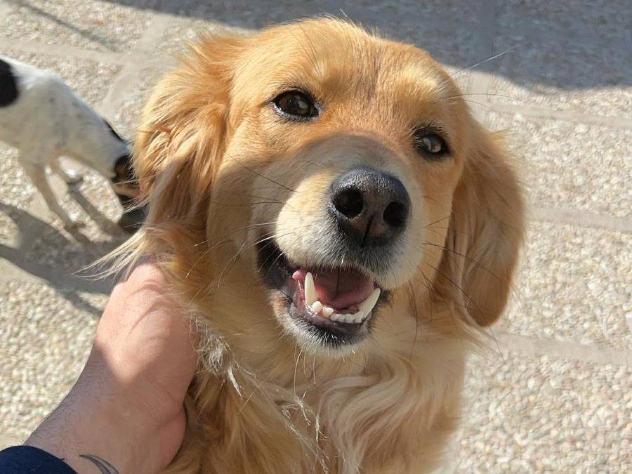 Adozione cane, femmina, Razza sconosciuta Golden Retriever, 7 anni e 4 mesi, taglia media, Latina
