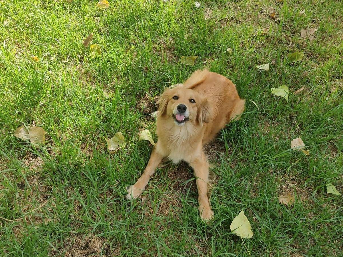 Adotta un cane, femmina, 7 anni e 4 mesi, Latina