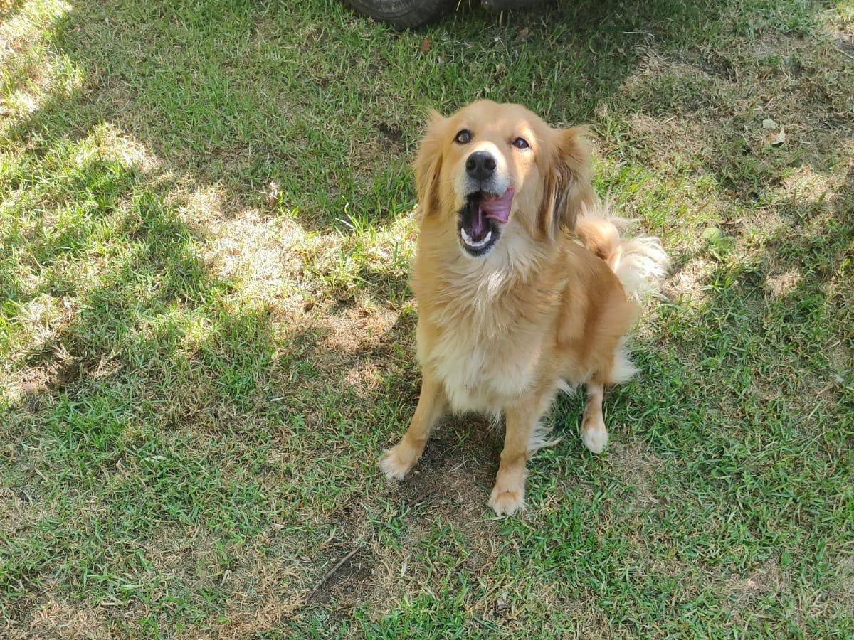 Adotta un cane, taglia media, femmina, Latina