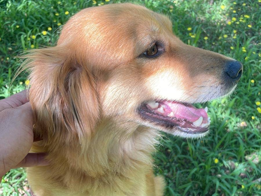 Vuoi adottare un cane a Latina?