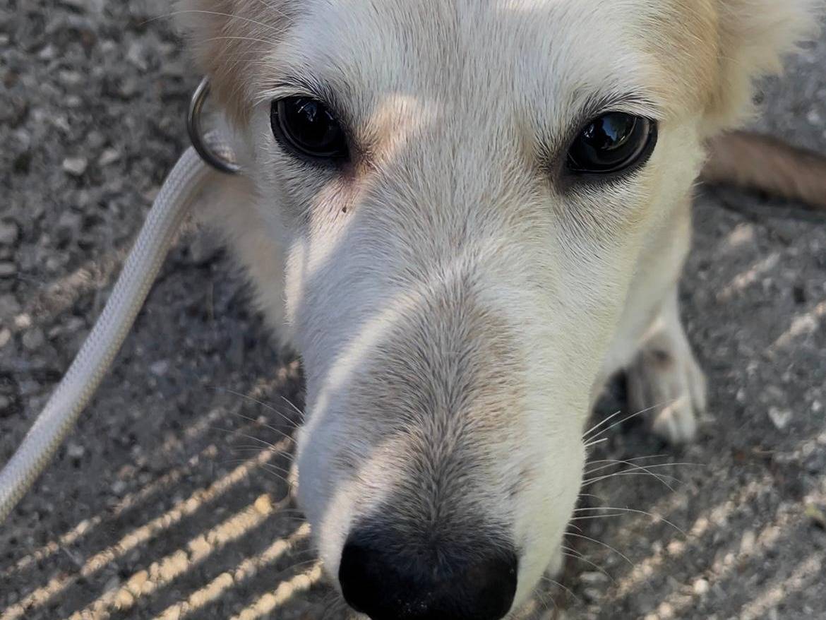 Adozione cane, femmina, Razza sconosciuta Razza sconosciuta, 5 mesi, taglia media contenuta, Latina