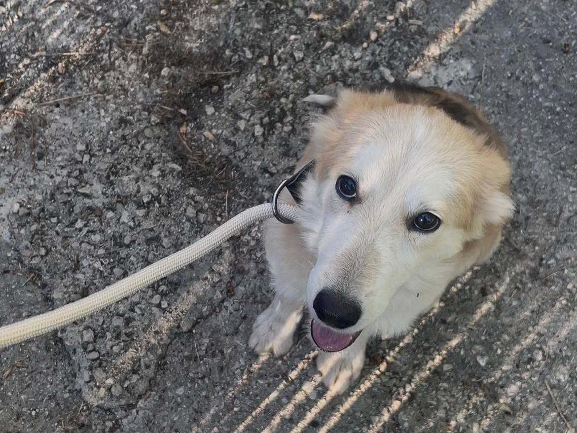 Adotta un cane, femmina, 5 mesi, Latina