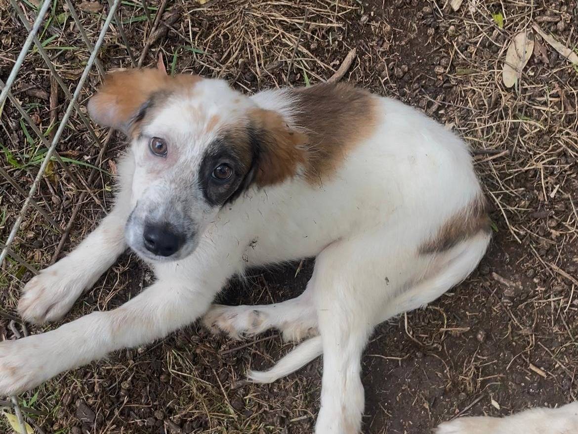 Adozione cane, femmina, Razza sconosciuta Razza sconosciuta, 4 mesi, taglia media contenuta, Latina