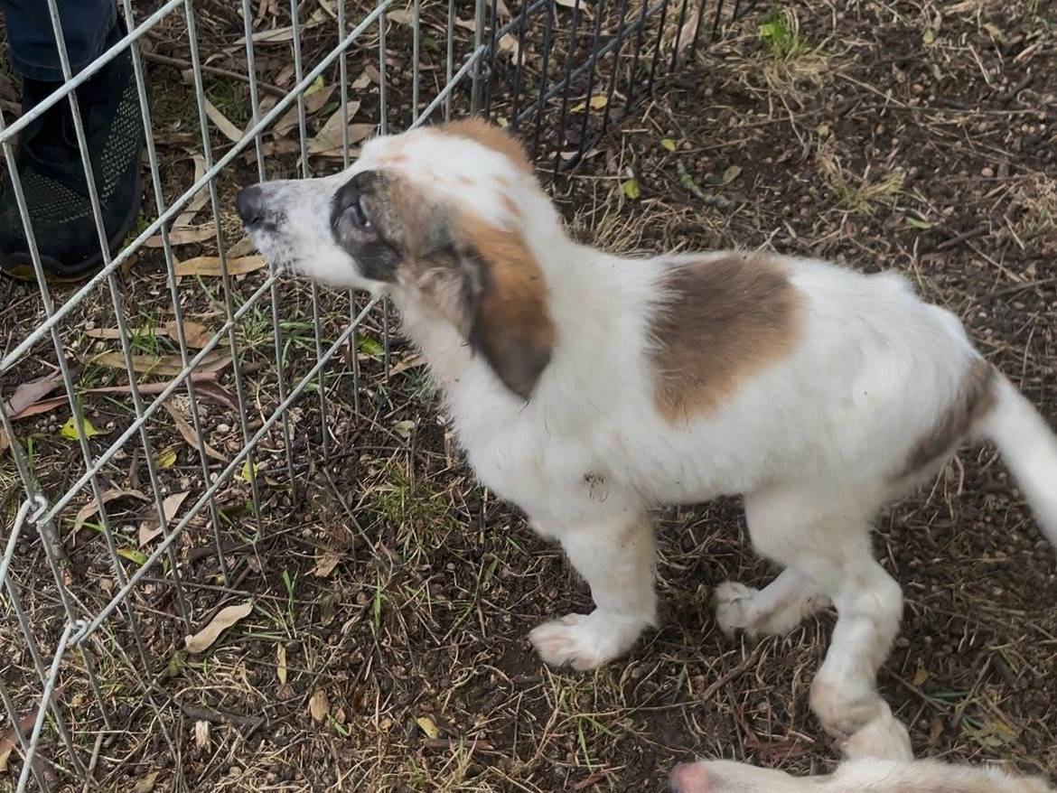 Adotta un cane, femmina, 4 mesi, Latina