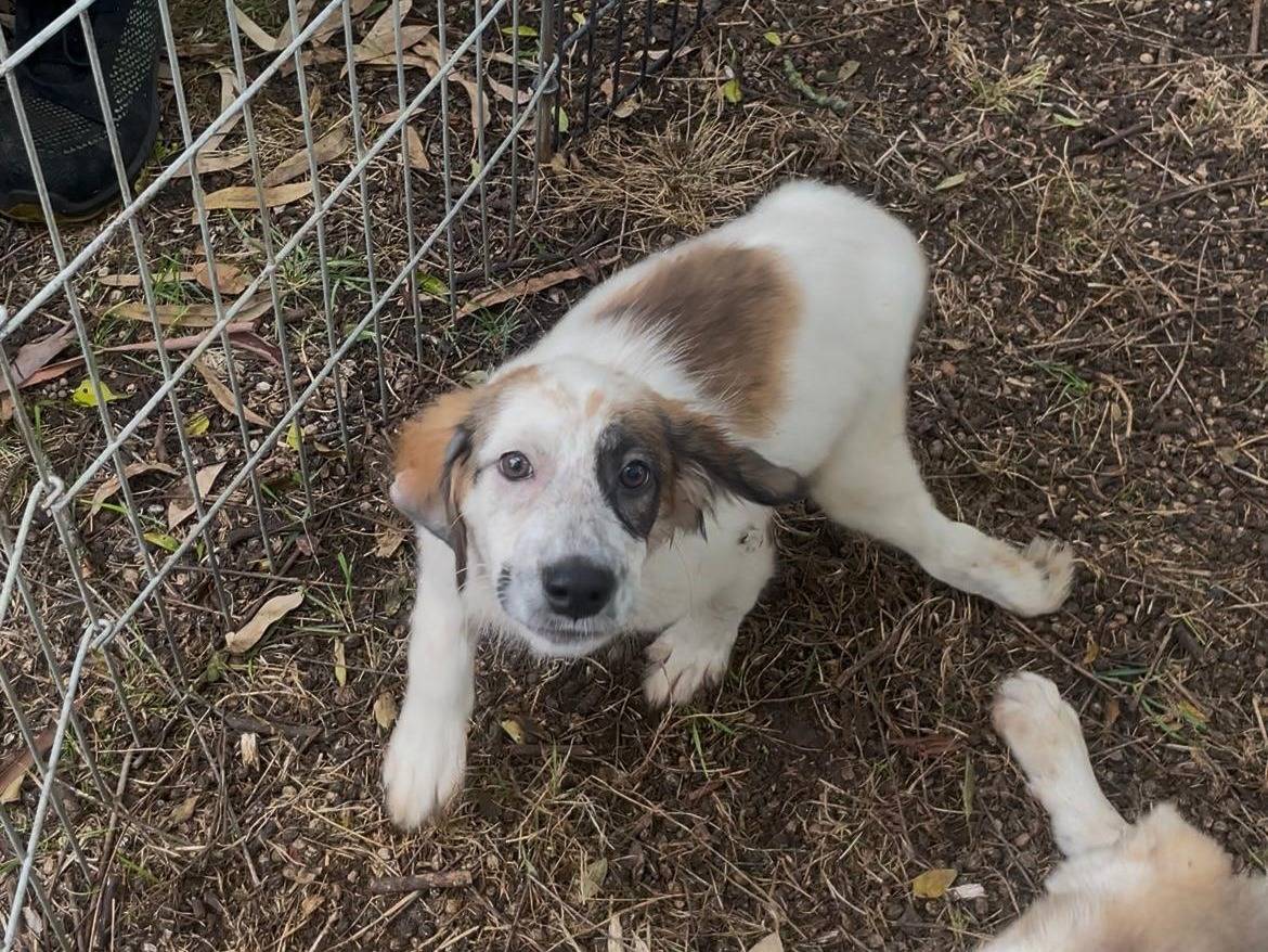 Adotta un cane, taglia media contenuta, femmina, Latina