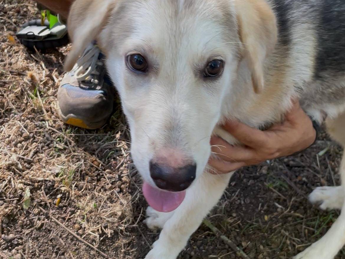 Adozione cane, femmina, Razza sconosciuta Razza sconosciuta, 1 anno e 1 mese, taglia media, Latina
