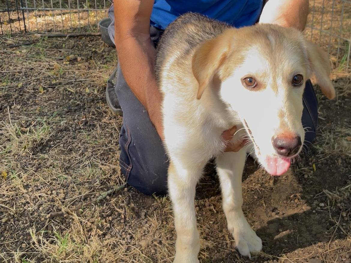 Adotta un cane, femmina, 1 anno e 1 mese, Latina